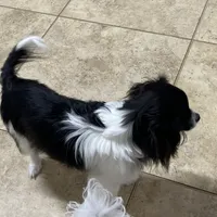 Bob(CavaMalt), a male Cavalier King Charles Spaniel and Maltese for sale in Liberty, MS – Photo 6 of 10