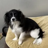 Bob(CavaMalt), a male Cavalier King Charles Spaniel and Maltese for sale in Liberty, MS – Photo 2 of 10