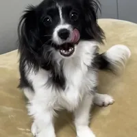 Bob(CavaMalt), a male Cavalier King Charles Spaniel and Maltese for sale in Liberty, MS – Photo 1 of 10
