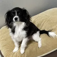 Bob(CavaMalt), a male Cavalier King Charles Spaniel and Maltese for sale in Liberty, MS – Photo 5 of 10