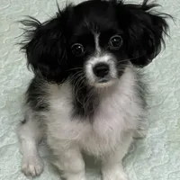 Bob(CavaMalt), a male Cavalier King Charles Spaniel and Maltese for sale in Liberty, MS – Photo 10 of 10