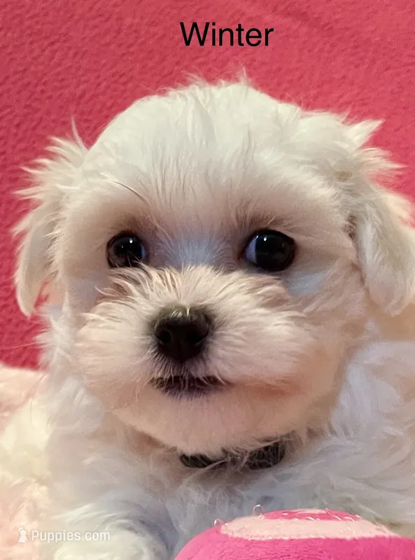 Winter – Maltese puppy for sale in Liberty, MS