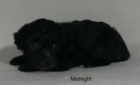 Midnight, a male Poodle - Toy  for sale in Liberty, MS – 4 of 4