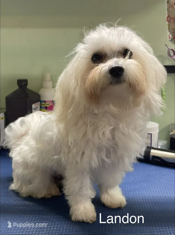 Landon – Maltipoo puppy for sale in Liberty, MS