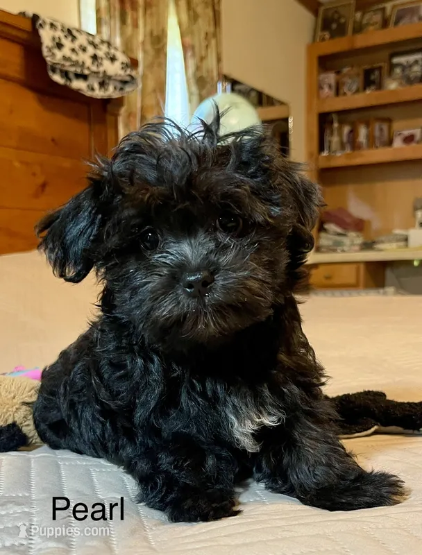 Pearl – Maltipoo puppy for sale in Liberty, MS
