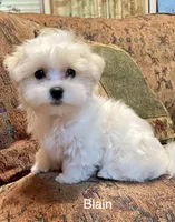 Blain, a male Maltese for sale in Liberty, MS – 2 of 7