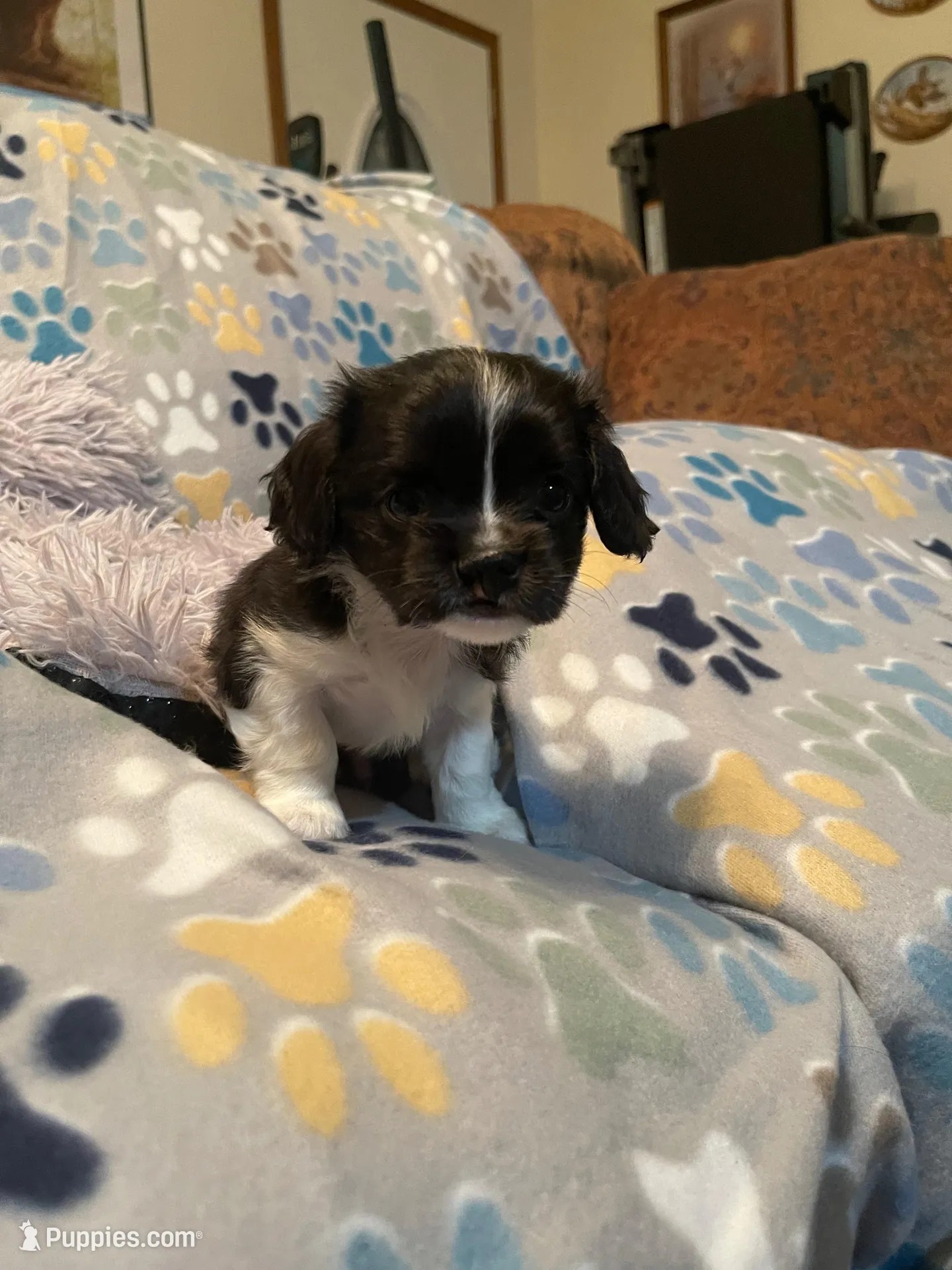Winston, a male Cavalier King Charles Spaniel and Maltese for sale in Liberty, MS – Photo 3 of 3