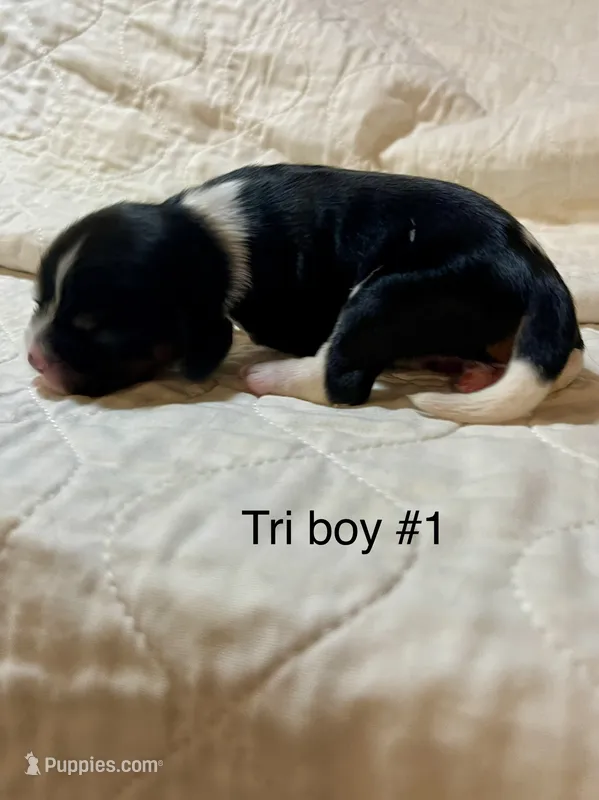 Texas (Tex) – Cavalier King Charles Spaniel puppy for sale in Liberty, MS