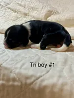 Texas (Tex), a male Cavalier King Charles Spaniel for sale in Liberty, MS – 1 of 3