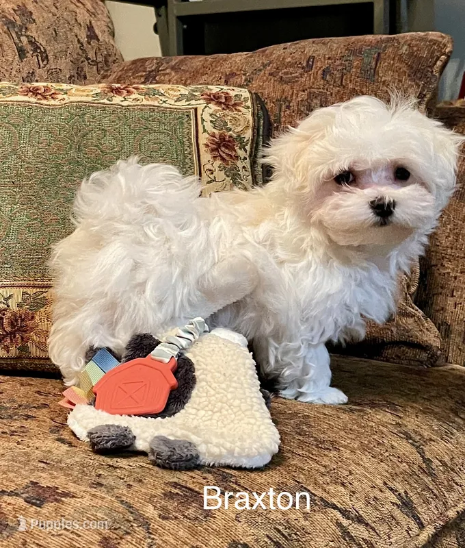 Braxton – Maltese puppy for sale in Liberty, MS