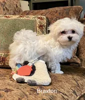Braxton, a male Maltese for sale in Liberty, MS – 1 of 7