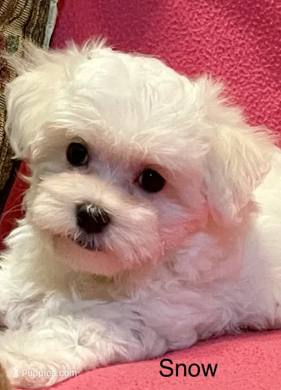 Snow – Maltese puppy for sale in Liberty, MS