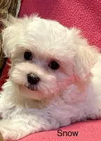 Snow, a female Maltese for sale in Liberty, MS – 1 of 10