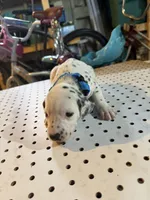 Spots, a male Dalmatian for sale in Rock Falls, IL – 1 of 2
