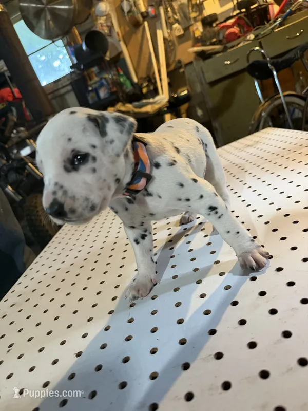 Princess – Dalmatian puppy for sale in Rock Falls, IL