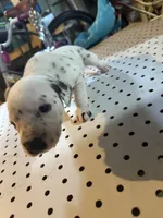 Spotted (spot between Forhead), a female Dalmatian for sale in Rock Falls, IL – 2 of 2