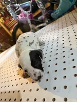 Patchy, a female Dalmatian for sale in Rock Falls, IL – 2 of 2