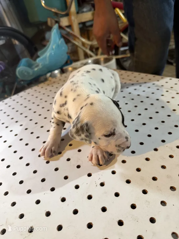 Patchy – Dalmatian puppy for sale in Rock Falls, IL