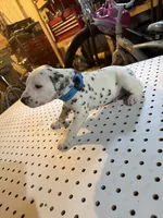 Spots, a male Dalmatian for sale in Rock Falls, IL – 2 of 2
