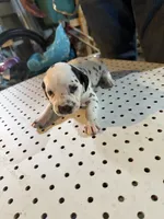 Black ears, a female Dalmatian for sale in Rock Falls, IL – 2 of 2