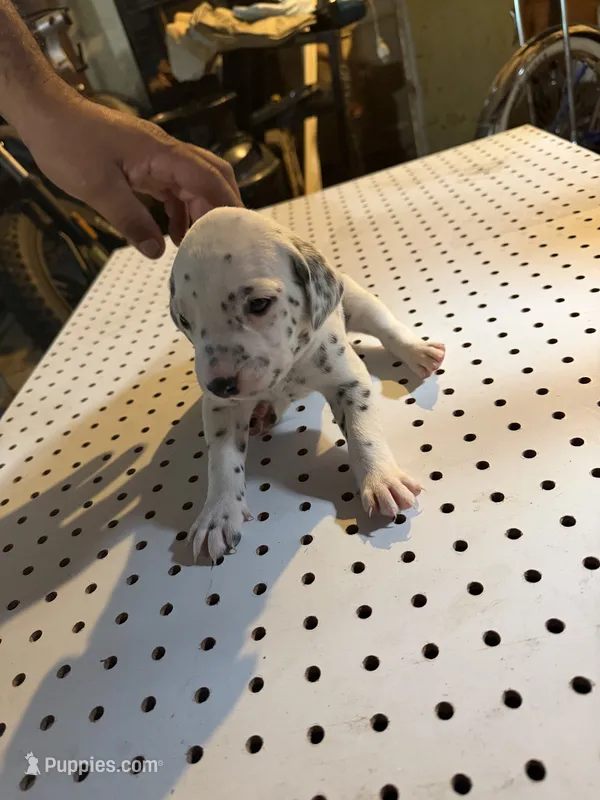 Sky – Dalmatian puppy for sale in Rock Falls, IL