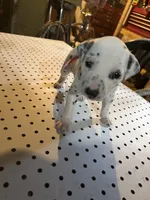 Princess, a female Dalmatian for sale in Rock Falls, IL – 2 of 2
