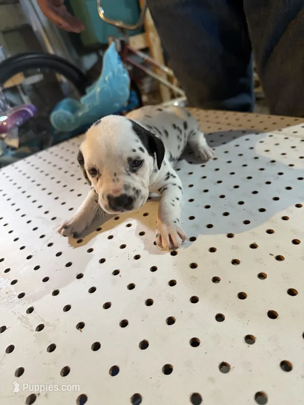 Black ear  – Dalmatian puppy for sale in Rock Falls, IL