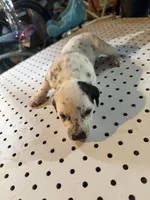 Black ear , a female Dalmatian for sale in Rock Falls, IL – 2 of 2