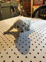Sky, a female Dalmatian for sale in Rock Falls, IL – 2 of 2