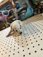 Spotted (spot between Forhead), a female Dalmatian for sale in Rock Falls, IL – 1 of 2