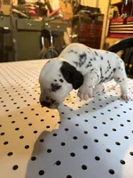 Black ears, a female Dalmatian for sale in Rock Falls, IL – 1 of 2