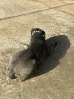 Zeus, a male Cane Corso for sale in Murrieta, CA – 1 of 1
