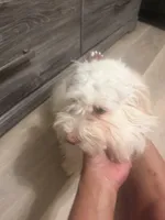 Apollo, a male Maltipoo for sale in Murrieta, CA – 4 of 5