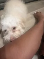 Apollo, a male Maltipoo for sale in Murrieta, CA – 2 of 5