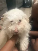 Apollo, a male Maltipoo for sale in Murrieta, CA – 1 of 5