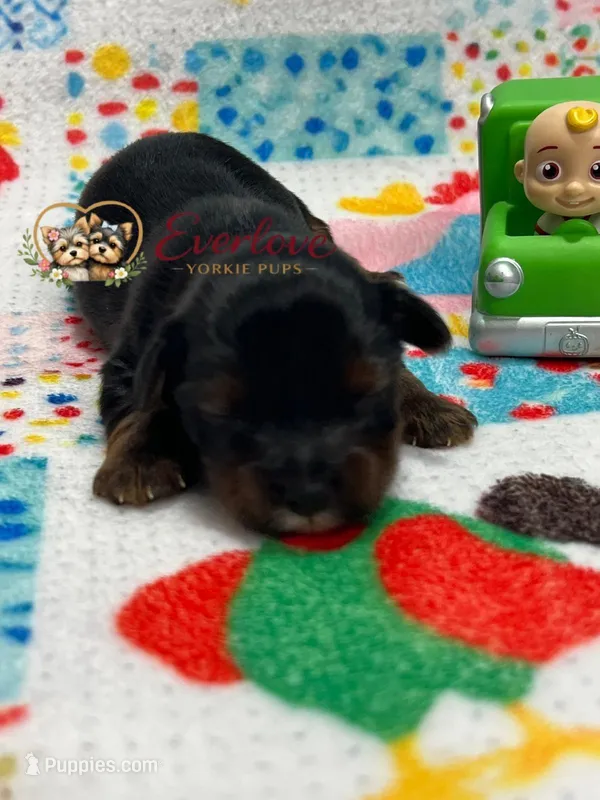 Ben – Yorkshire Terrier puppy for sale in Garrison, TX
