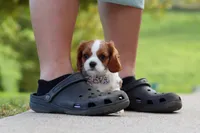 Alec, a male Cavalier King Charles Spaniel for sale in Sugarcreek, OH – 7 of 9