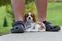 Alec, a male Cavalier King Charles Spaniel for sale in Sugarcreek, OH – 2 of 9