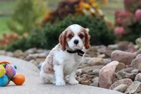 Arby, a male Cavalier King Charles Spaniel for sale in Sugarcreek, OH – 5 of 8