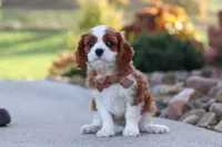 Acorn, a male Cavalier King Charles Spaniel for sale in Sugarcreek, OH – 2 of 9