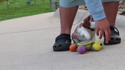 Arby, a male Cavalier King Charles Spaniel for sale in Sugarcreek, OH – 8 of 8