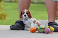 Alec, a male Cavalier King Charles Spaniel for sale in Sugarcreek, OH – 6 of 9