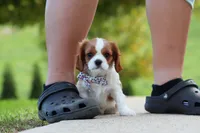 Alec, a male Cavalier King Charles Spaniel for sale in Sugarcreek, OH – 4 of 9