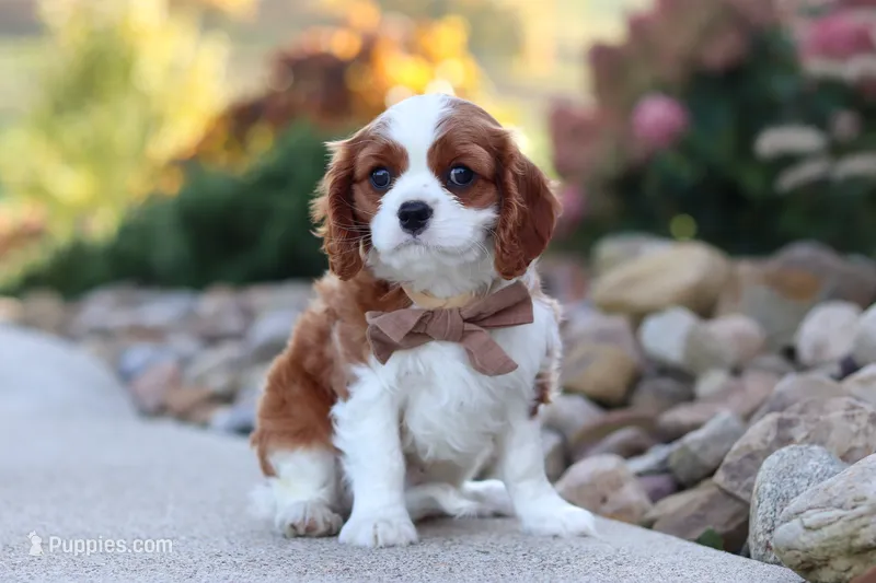 Acorn – Cavalier King Charles Spaniel puppy for sale in Sugarcreek, OH
