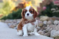 Acorn, a male Cavalier King Charles Spaniel for sale in Sugarcreek, OH – 1 of 9