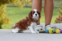 Acorn, a male Cavalier King Charles Spaniel for sale in Sugarcreek, OH – 6 of 9