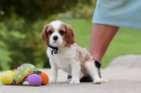 Arby, a male Cavalier King Charles Spaniel for sale in Sugarcreek, OH – 7 of 8