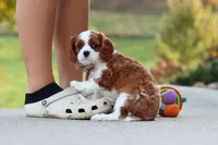 Acorn, a male Cavalier King Charles Spaniel for sale in Sugarcreek, OH – 3 of 9