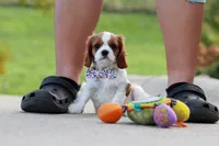 Alec, a male Cavalier King Charles Spaniel for sale in Sugarcreek, OH – 1 of 9