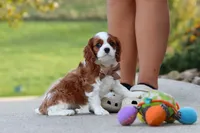 Acorn, a male Cavalier King Charles Spaniel for sale in Sugarcreek, OH – 4 of 9